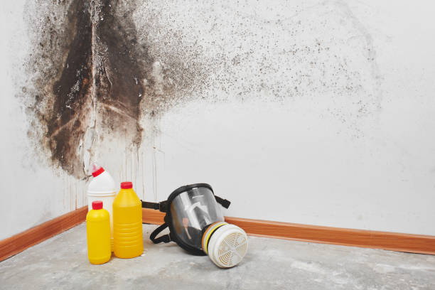 Reliable Gladewater, TX Mold Removal Solutions