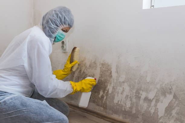 Certified Mold Removal in Gladewater, TX