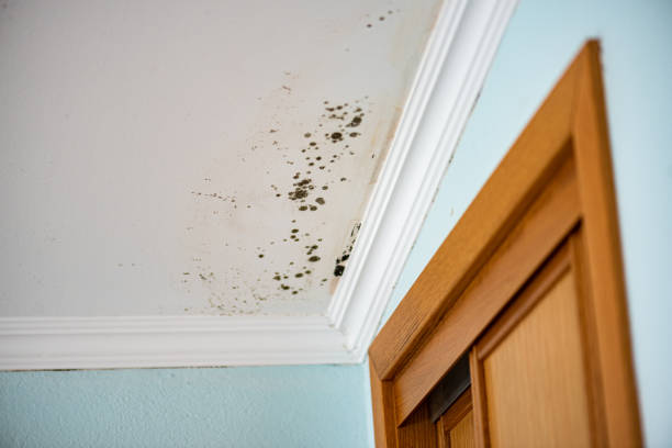 Best Mold Removal Process  in Gladewater, TX