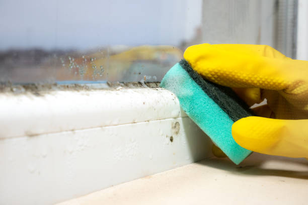 Office Mold Removal Services in Gladewater, TX