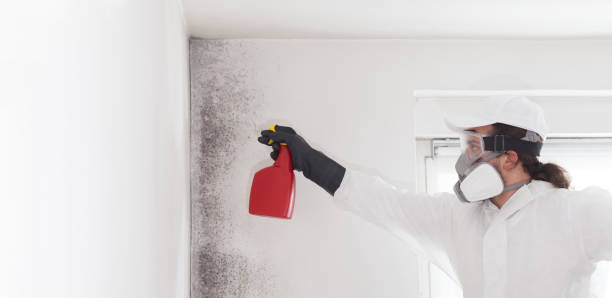 Mold Removal and Inspection in Gladewater, TX