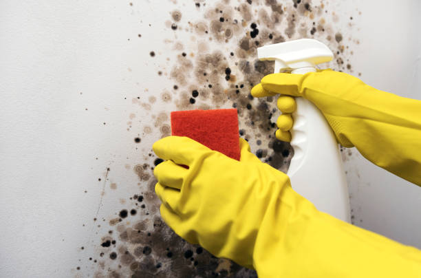 Best Home Mold Removal  in Gladewater, TX